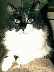 V�r urgoa kissekatt, Malte.